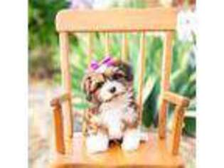 Havanese Puppy for sale in North Lawrence, OH, USA