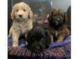 Goldendoodle Puppy for sale in Walkersville, MD, USA