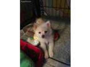 Pomeranian Puppy for sale in Rochester, NY, USA