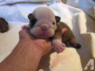 Bulldog Puppy for sale in Lake Worth, FL, USA