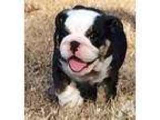 Bulldog Puppy for sale in TALLAHASSEE, FL, USA