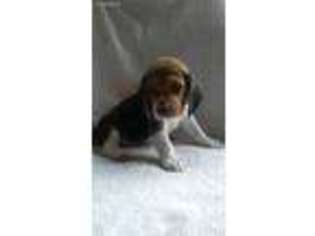 Beagle Puppy for sale in Ocala, FL, USA