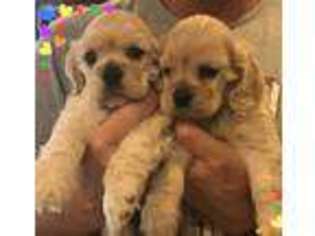 Cocker Spaniel Puppy for sale in Pilot Point, TX, USA