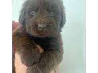 Newfoundland Puppy for sale in Elgin, IL, USA