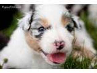 Australian Shepherd Puppy for sale in Ridgeway, IA, USA