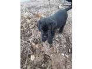 Labrador Retriever Puppy for sale in Trappe, MD, USA