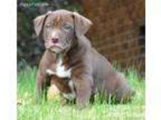 Mastiff Puppy for sale in Steubenville, OH, USA