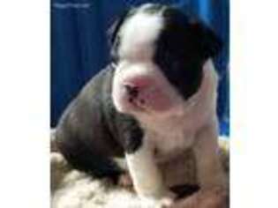 Boston Terrier Puppy for sale in Gilbert, SC, USA