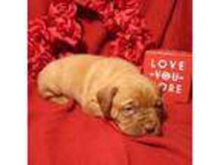 American Bull Dogue De Bordeaux Puppy for sale in Plymouth, IN, USA