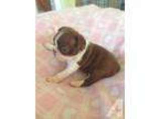 Boston Terrier Puppy for sale in QUEEN CITY, TX, USA