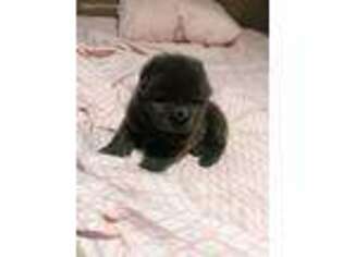 Chow Chow Puppy for sale in Bay City, TX, USA