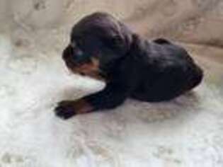 Rottweiler Puppy for sale in Visalia, CA, USA