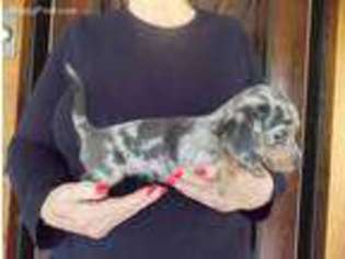 Dachshund Puppy for sale in Hallettsville, TX, USA