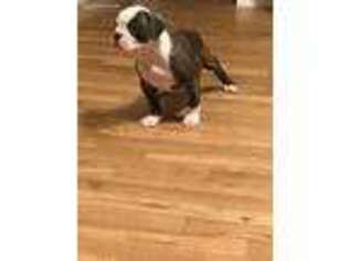 American Bulldog Puppy for sale in West Islip, NY, USA