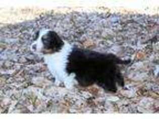 Border Collie Puppy for sale in Perry, KS, USA
