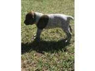 German Shorthaired Pointer Puppy for sale in Tennille, GA, USA