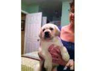 Labrador Retriever Puppy for sale in LIMA, NY, USA