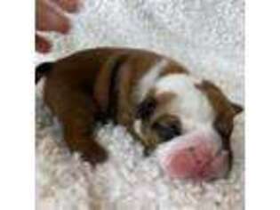 Bulldog Puppy for sale in Dysart, IA, USA