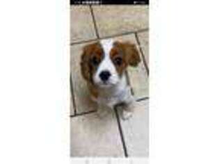 Cavalier King Charles Spaniel Puppy for sale in Cape May, NJ, USA