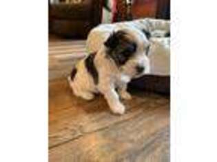 Havanese Puppy for sale in Belle Vernon, PA, USA
