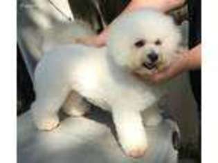 Bichon Frise Puppy for sale in Many, LA, USA