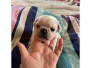 Pug Puppy for sale in Syracuse, NY, USA