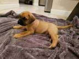 Mastiff Puppy for sale in Lubbock, TX, USA