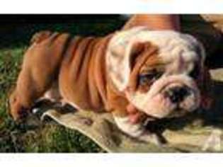 Bulldog Puppy for sale in ALHAMBRA, CA, USA
