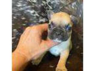 French Bulldog Puppy for sale in Pryor, OK, USA