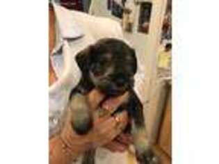 Mutt Puppy for sale in Strum, WI, USA
