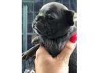 French Bulldog Puppy for sale in Fayetteville, NC, USA