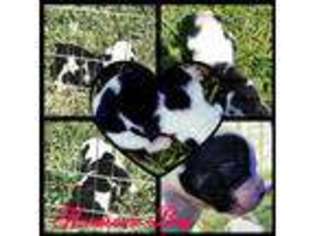 Olde English Bulldogge Puppy for sale in Henley, MO, USA