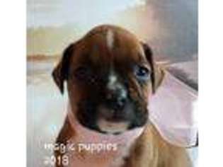 Boxer Puppy for sale in Noel, MO, USA