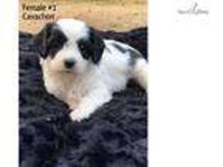 Cavachon Puppy for sale in Fort Worth, TX, USA