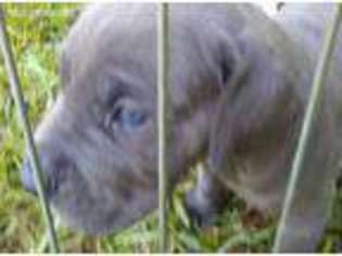 Great Dane Puppy for sale in Harrison, GA, USA