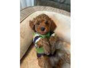 Mutt Puppy for sale in Hellertown, PA, USA
