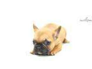 French Bulldog Puppy for sale in Hattiesburg, MS, USA