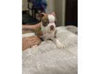 Boston Terrier Puppy for sale in Modesto, CA, USA