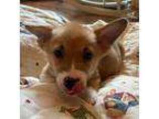 Pembroke Welsh Corgi Puppy for sale in Granville, NY, USA