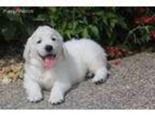 Mutt Puppy for sale in Bedford, OH, USA