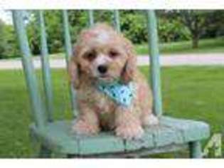 Cavachon Puppy for sale in EDEN VALLEY, MN, USA