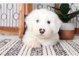 Old English Sheepdog Puppy for sale in Fort Myers, FL, USA