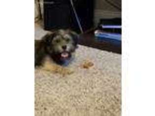 Chorkie Puppy for sale in Decatur, GA, USA