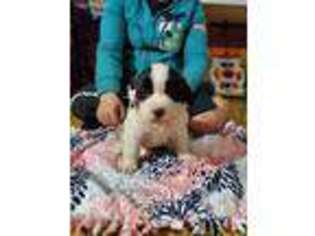 Saint Bernard Puppy for sale in Arcola, IL, USA