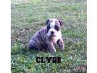 Valley Bulldog Puppy for sale in Coats, NC, USA