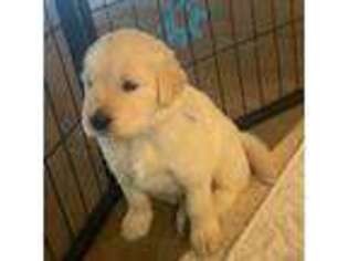 Golden Retriever Puppy for sale in Ooltewah, TN, USA