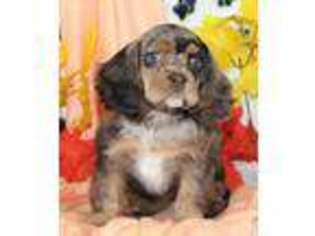 Cocker Spaniel Puppy for sale in Moffat, CO, USA