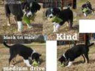 Border Collie Puppy for sale in Decatur, AR, USA