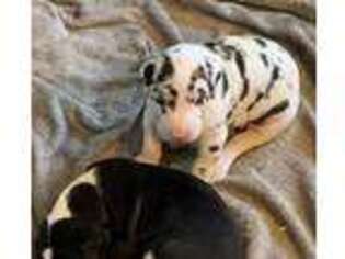 Great Dane Puppy for sale in Manteca, CA, USA