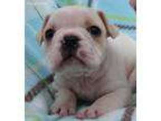 French Bulldog Puppy for sale in Marlette, MI, USA